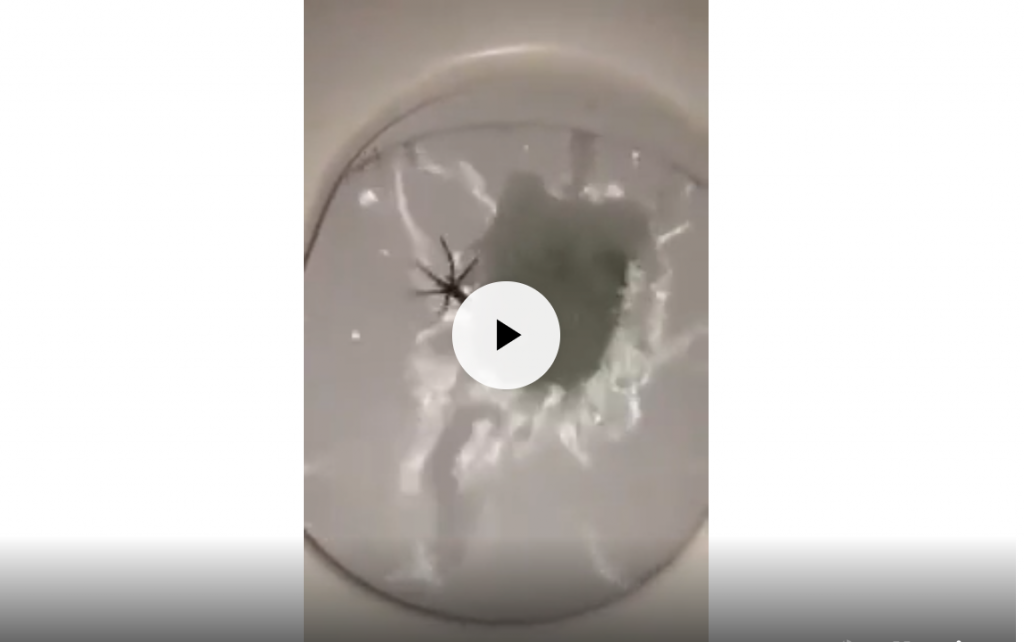 10 Videos That Will Give An Honest “WTF” Reaction