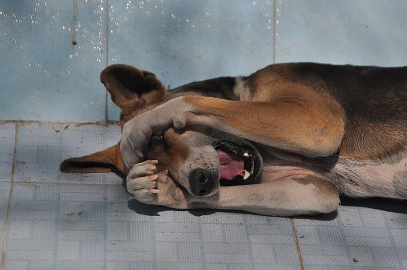 Get Your Pet To The Vet If They Do This