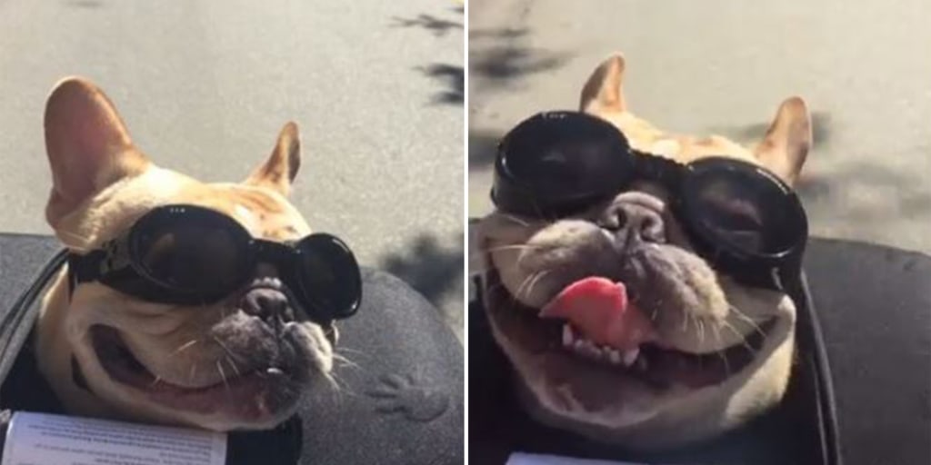 These Hip Dogs Are Living Their Lives to the Fullest and We Can Only Envy Them