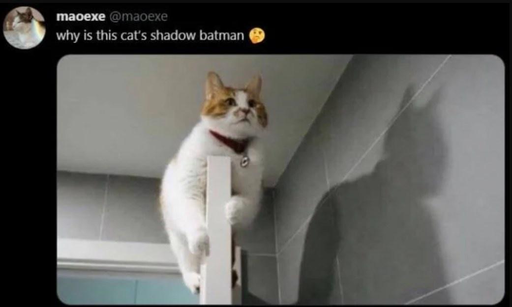 Funny and Relatable Cat Owner Tweets