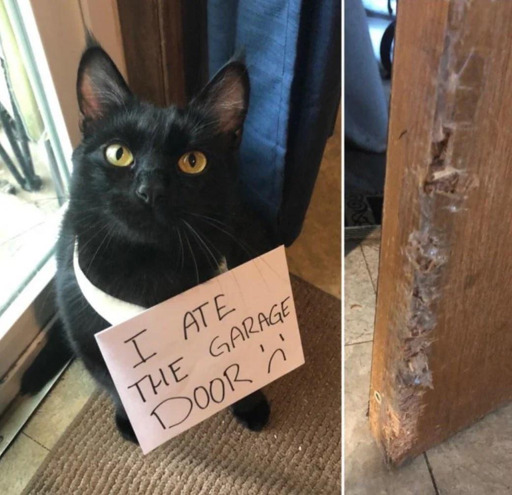 Naughty Pets That Got Into Trouble