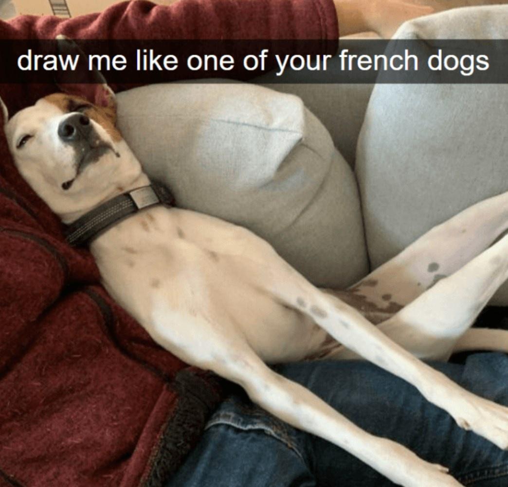 Dogs That Got Weird for the Camera