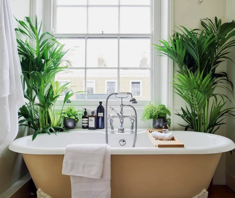 10 Best Houseplants for Your Bathroom