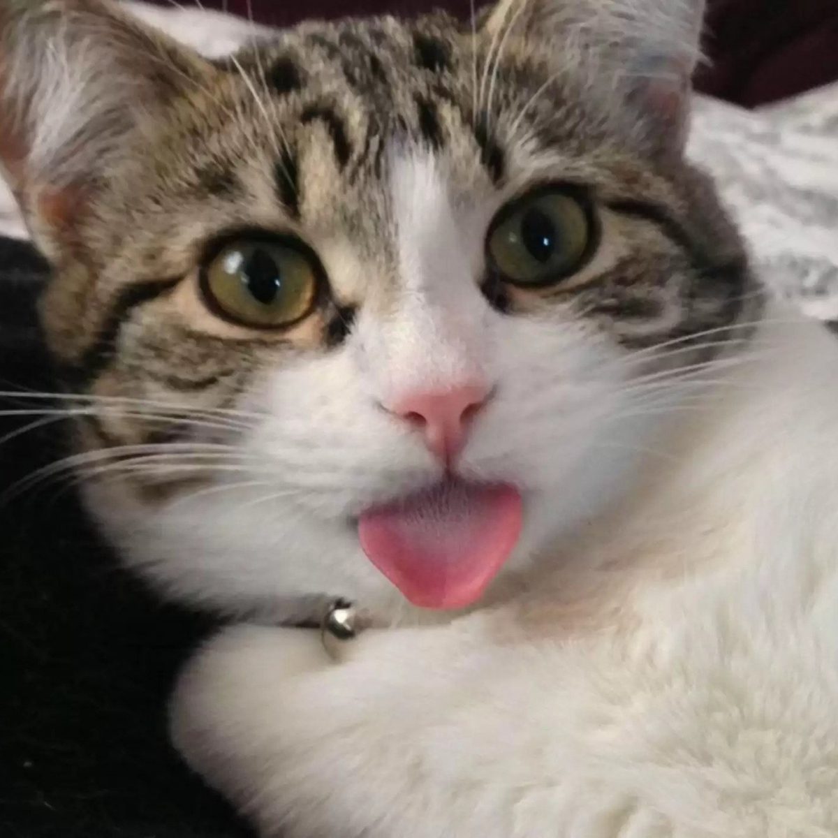 15 Cats Are Sticking Their Tongues Out At You… And For Good Reason!