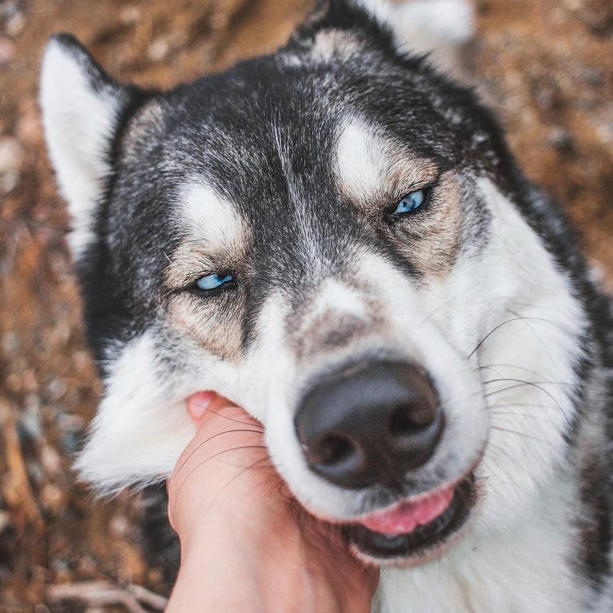 10 Reasons to Consider Adding a Wolfdog to Your Family