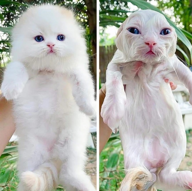 Splish, Splash, Giggles: 18 Animals Before and After Their Bath Adventures
