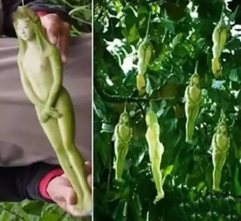 When Nature Gets Creative: The Fascinating World of Shaped Fruits