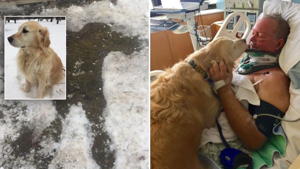 10 Incredible Dogs That Saved Human Lives