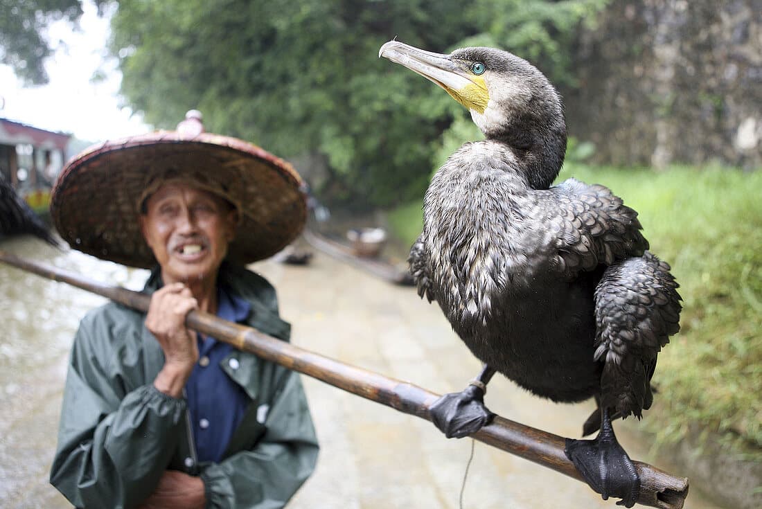 8 Wild Animals Ancient Cultures Successfully Tamed