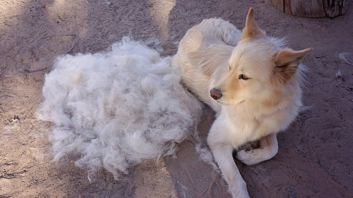 Is the Furminator Ruining Your Pet’s Coat?